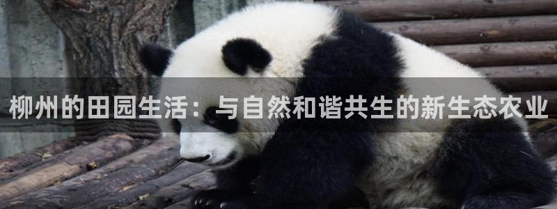 天辰娱乐老板