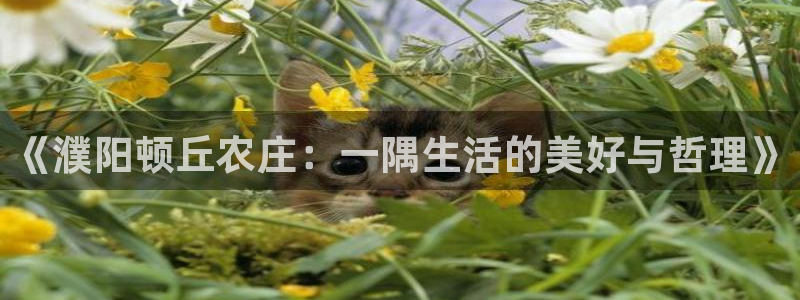 天辰娱乐鱼刺