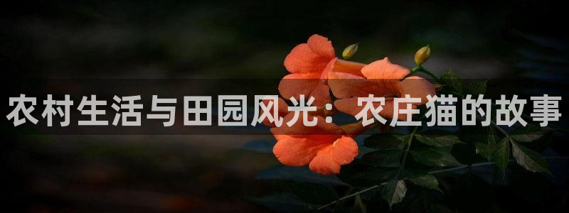 菲律宾天辰娱乐