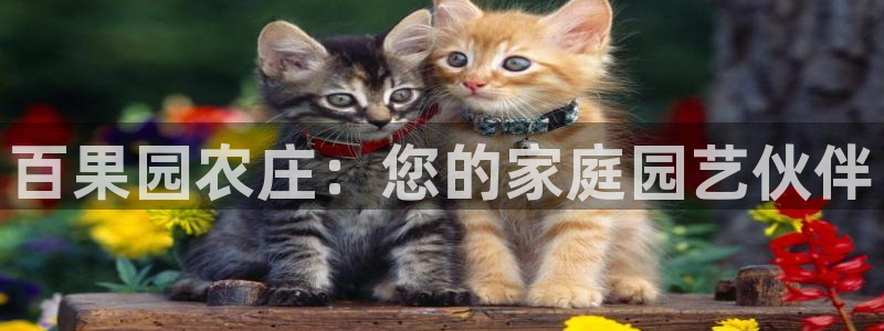 天辰彩票娱乐
