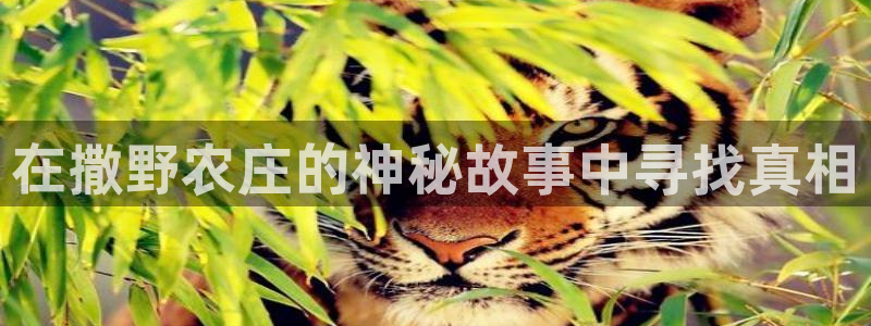 天辰娱乐app