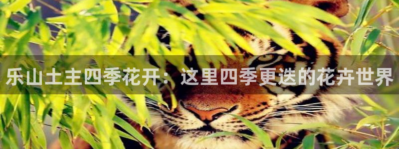 天辰娱乐招商