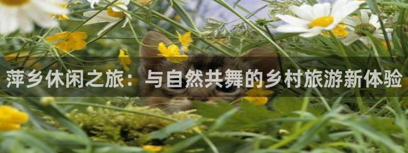 天辰娱乐游客